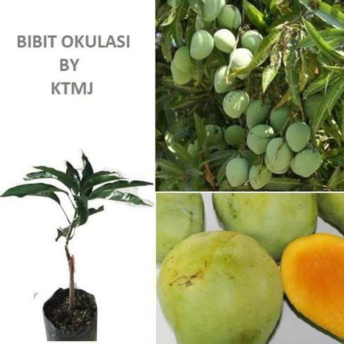 Obral Bibit Tanaman Pohon Mangga Indramayu Hasil Okulasi Jaminan Asli