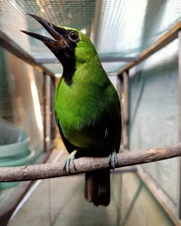 Burung Cak Ijo Jantan Nopeng Body Big Super Jatim Cucak Hijau Burung