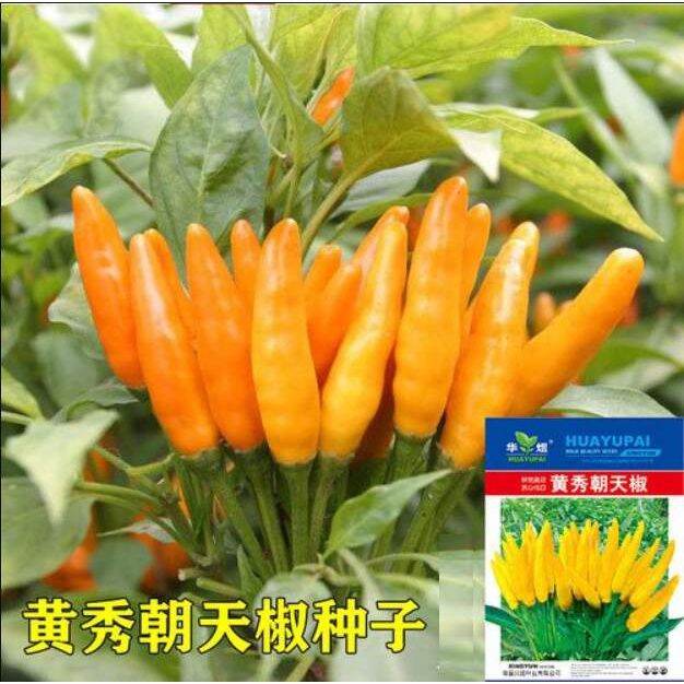 Yellow Chinese Sichuan Facing Heaven Spicy Chili Pepper Vegetable Seeds