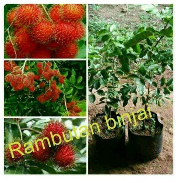 Bibit Rambutan Binjai Okulasi Benih Pohon Tanaman Buah Di Dalam Pot