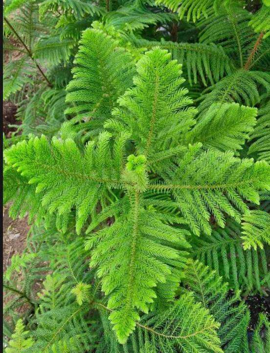 Araucaria Heterophylla Norfolk Island Pine Tree Lazada Ph