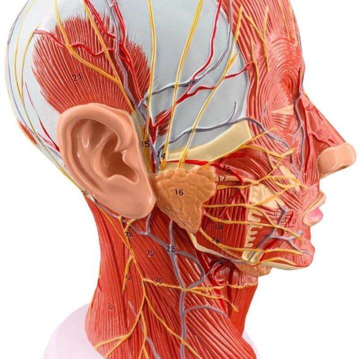 Human Head Superficial Nerve Vascular Anatomy Of The Sagittal Plane