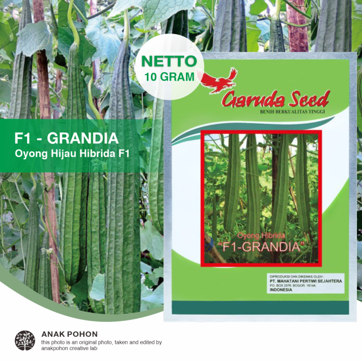 1 PACK Benih Oyong GRANDIA Gambas Hibrida F1 Seeds Garuda Seed 10