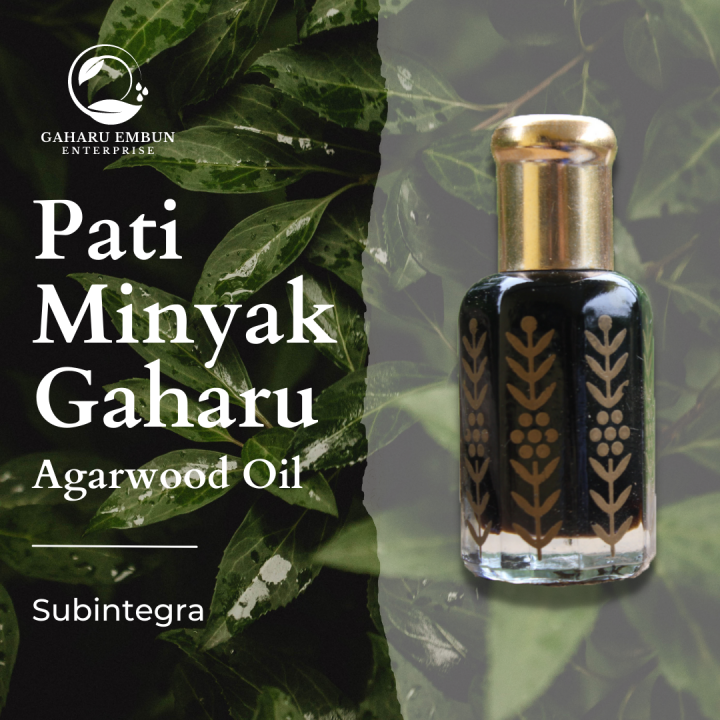 GAHARU EMBUN Aquilaria Subintegra Oil Pati Minyak Gaharu Asli Lazada