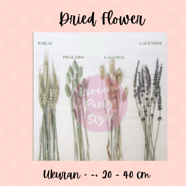 KOREAN DRIED FLOWER IMPORT BUNGA PHALARIS LAVENDER LAGURUS BUNNY WHEAT