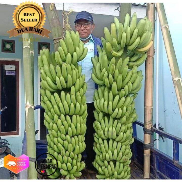 Bibit Pisang MulyoI Dampit Cavendish Fhia17 Kultur Jaringan Lazada