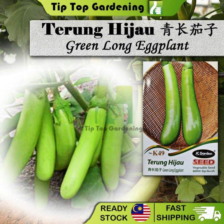 K Green Long Eggplant Jc Garden Seed Biji Benih Terung Hijau Not