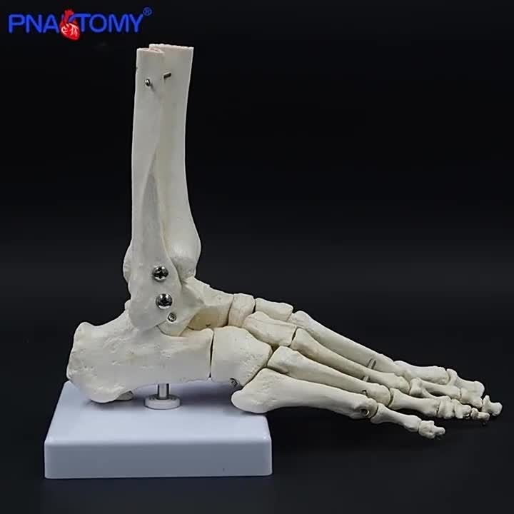 PNATOMY Life Size Joints And Bones Of Foot Anatomy Human Foot And Ankle