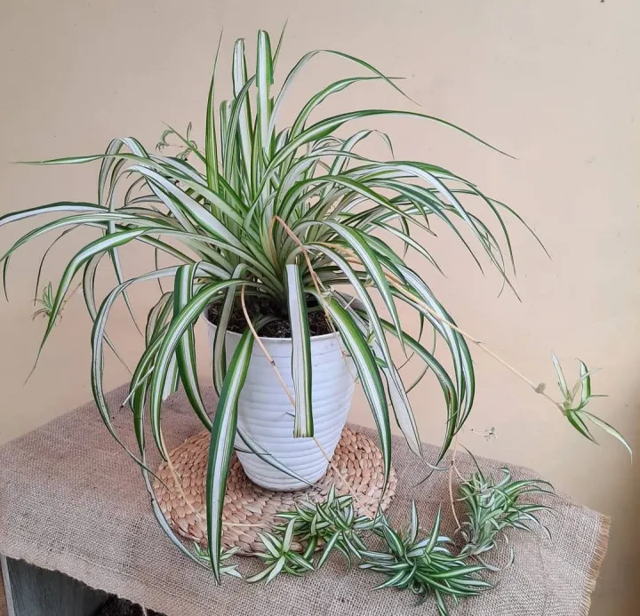 Tanaman Gantung Lili Paris Hawaii Tanaman Hias Pot Spider Plant