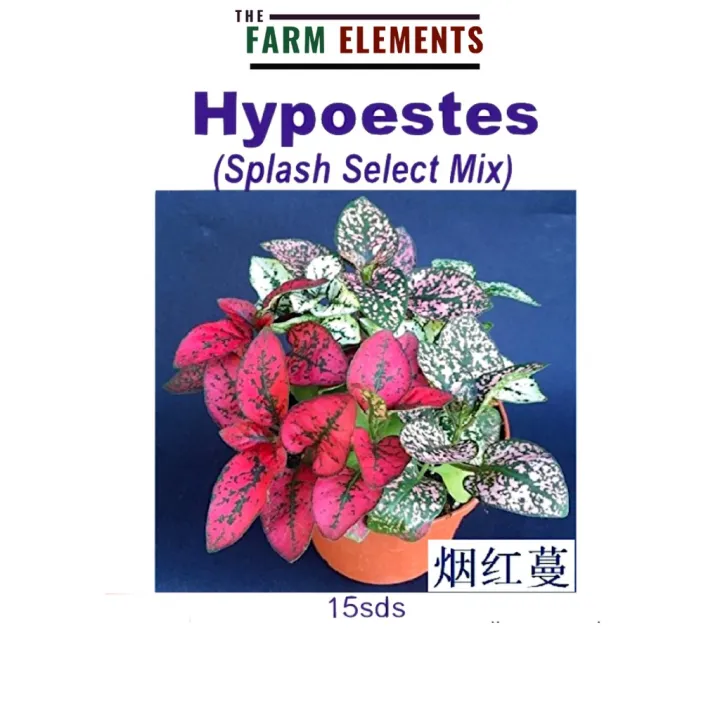 Wellgrow Hypoestes Splash Select Mix 15sds WHT 烟红蔓溅开选用系列混色 Polka