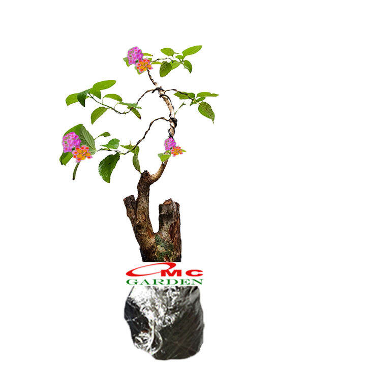 Bonsai Bonsae Lantana Camara Tembelekan Orange Pink Tanaman Hias