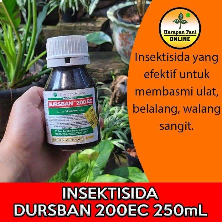 Dursban 200EC 250mL Klorpirifos Insektisida Walang Sangit Ulat