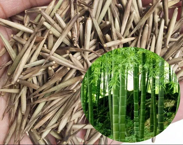 Fast Germination Phyllostachys Seeds For Planting Seeds Pack