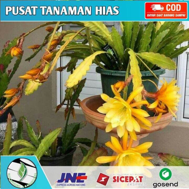 Tanaman Wijaya Kusuma Bunga Kuning Epiphyllum Oxypetalum Lazada