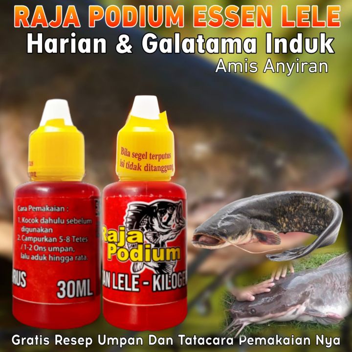 Essen Ikan Lele Essen Raja Podium Harian Galatama Induk Amis Anyiran