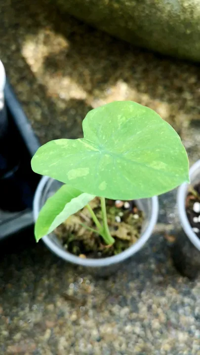 โคโลคาเซย มโดร ซาวร Colocasia Midori Sour ไมสะสม ไมฟอกอากาศ