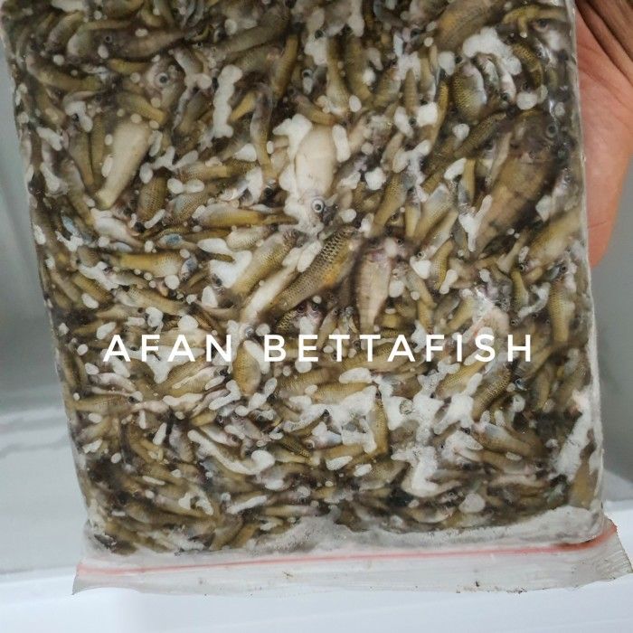 Ikan Cere Laut Beku Pakan Ikan Predator Fresh Kg Lazada Indonesia