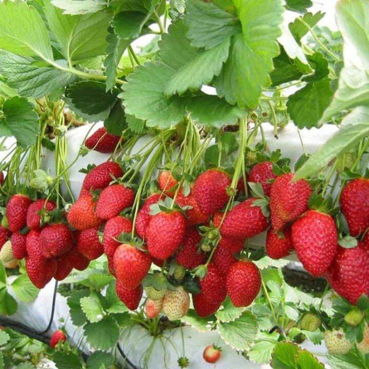 Benih Biji Buah Strawberry Merah Isi Biji Lazada Indonesia