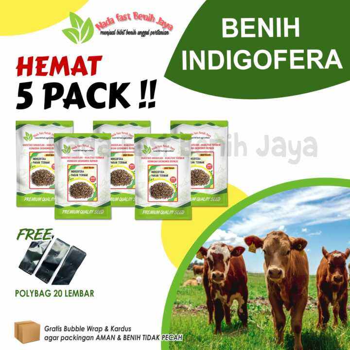 Pack Benih Indigofera Super Bibit Pakan Ternak Murah Bibit Pakan