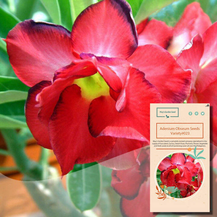 Multi Petals Red Desert Rose Seeds Adenium Obesum Seeds Variety 023