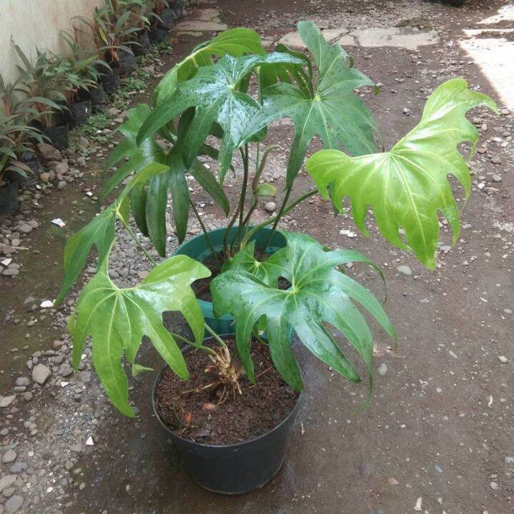 Anthurium Pedatoradiatum Anthurium Jari Lazada Indonesia