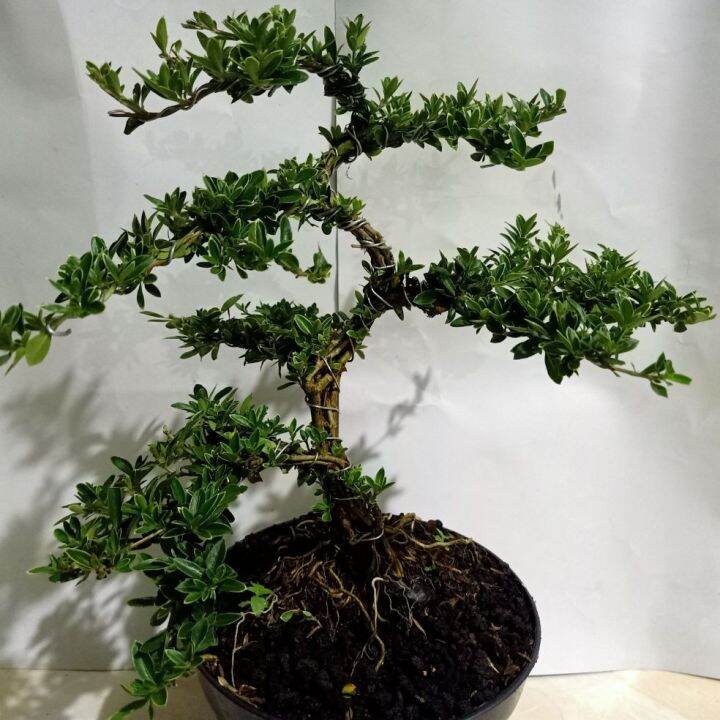 Bonsai Mirten Tanaman Bonsai Hingkip Lazada Indonesia