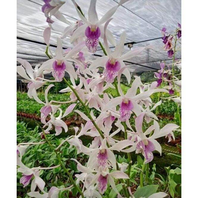 Anggrek Dendrobium Caesar Warawan Lazada Indonesia