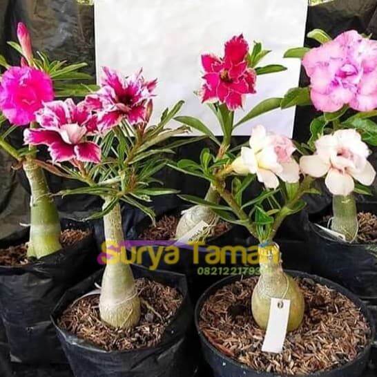 Bunga Cantik Promo Paket Pohon Tanaman Hias Adenium Bunga Tumpuk