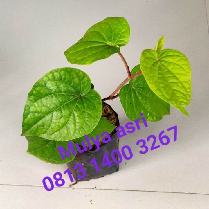 Tanaman Sirih Hijau Pohon Sirih Hijau Herbal Tanaman Daun Sirih Hijau