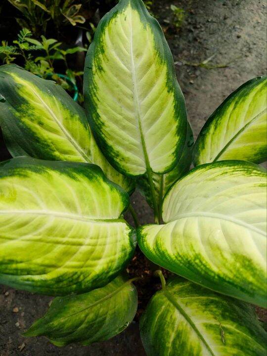 Marian Aglaonema Indoor Outdoor Plants Real Or Live Plant Lazada Ph