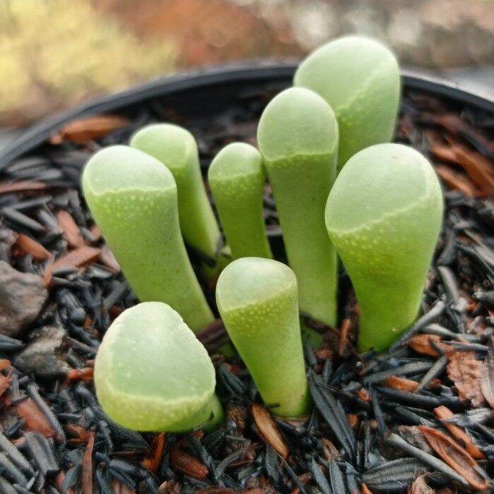 Fenestraria Aurantiaca Baby Toes Kaktus Sukulen Tanaman Hias Lazada