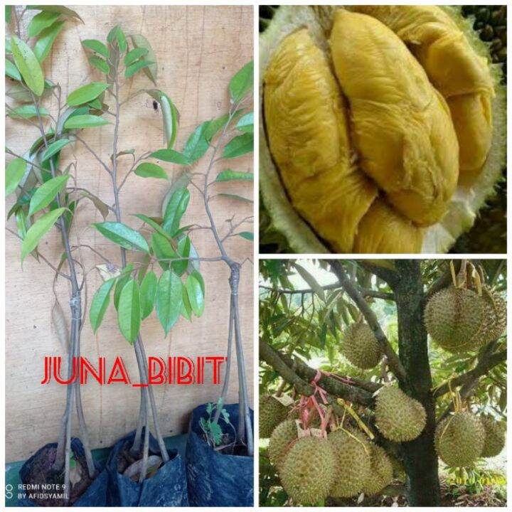 KWALITAS TERBAIK Bibit Buah Durian BAWOR KAKI 3 OKULASI Lazada Indonesia