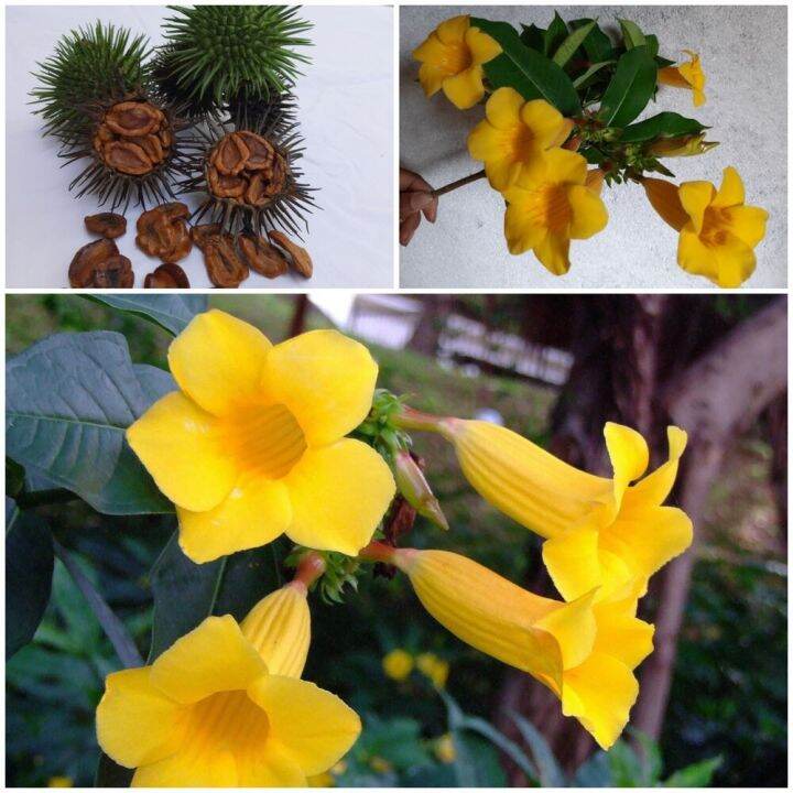 Bush Allamanda Schottii Seeds Clusters Of Yellow Flowers Plant Tropical