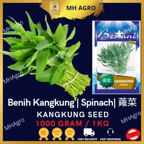 Benih Kangkung Eed Water Spinach Seed Benih Kangkong Mhagro Meng Hung