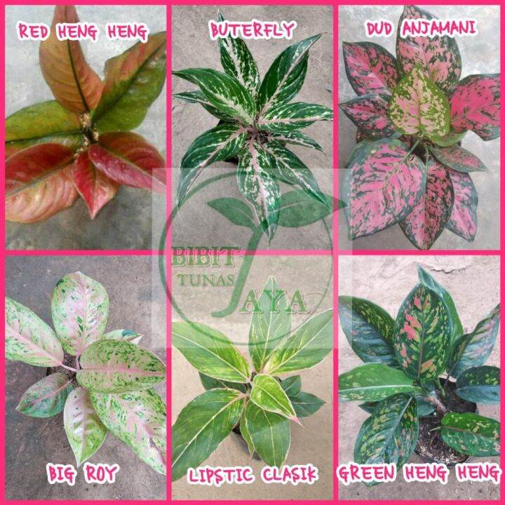 Bunga Aglaonema Atau Aglonema Paket 6 Macamm Lazada Indonesia