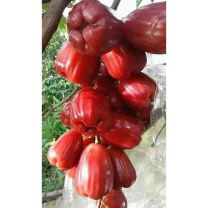 Bibit Jambu Air Citra Okulasi Benih Pohon Tanaman Buah Di Dalam Pot