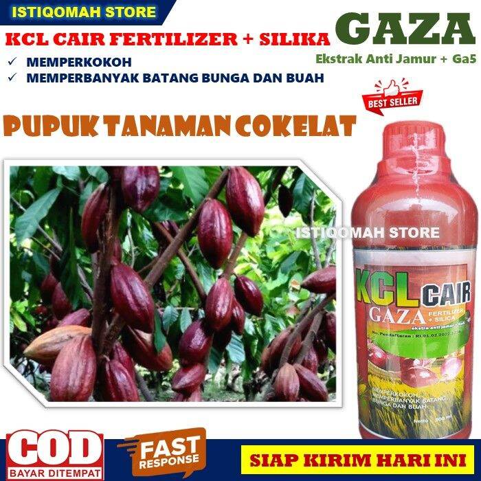 Pupuk Penyubur Tanaman Cokelat Terbaik Pupuk Kcl Gaza Ml Pupuk Cair