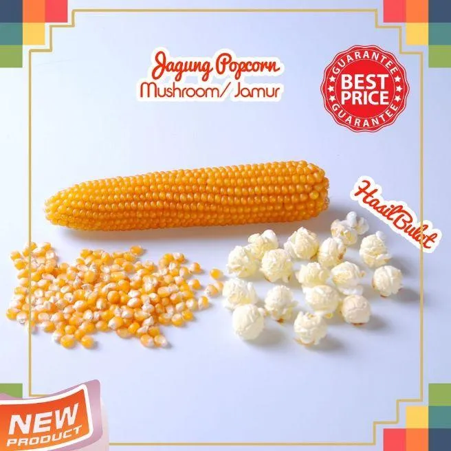 Jagung Popcorn Jumbo Mushroom 1 Kg Lazada Indonesia