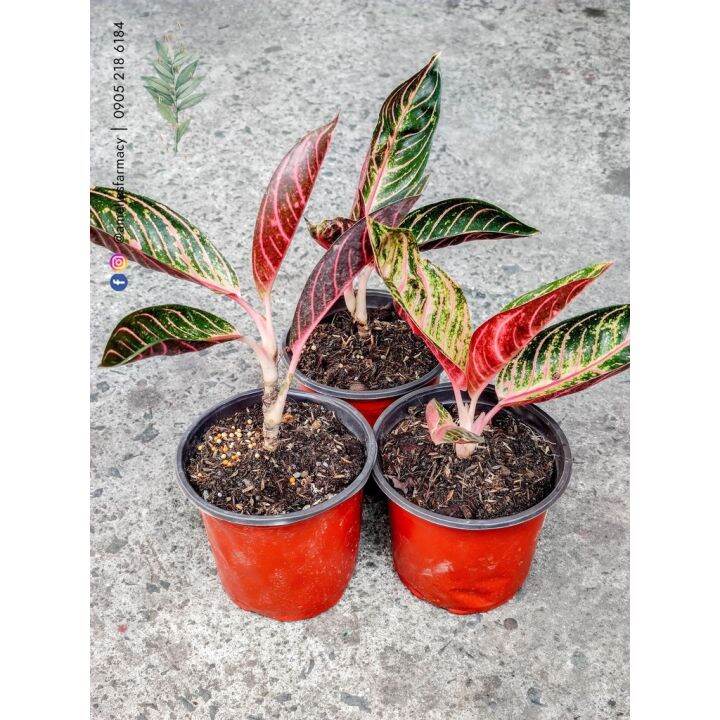 Rare Aglaonema Red Pride Of Sumatra Seeds Lazada