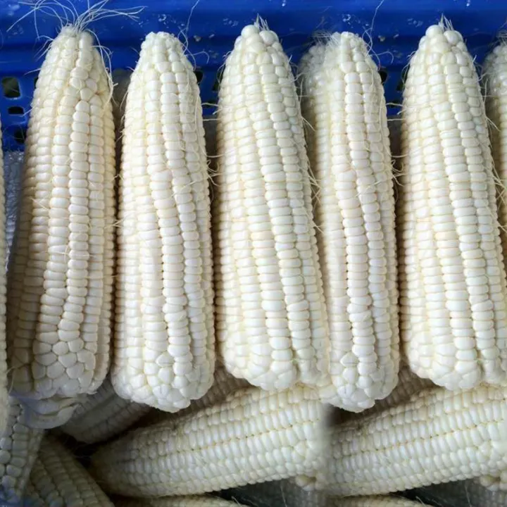 Biji Benih Jagung Putih Manis Sweet White Corn Seed Vegetable Seed 15g