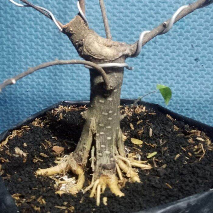 Tanaman Bonsai Anting Putri Bahan Prospek Program Akar Lazada Indonesia