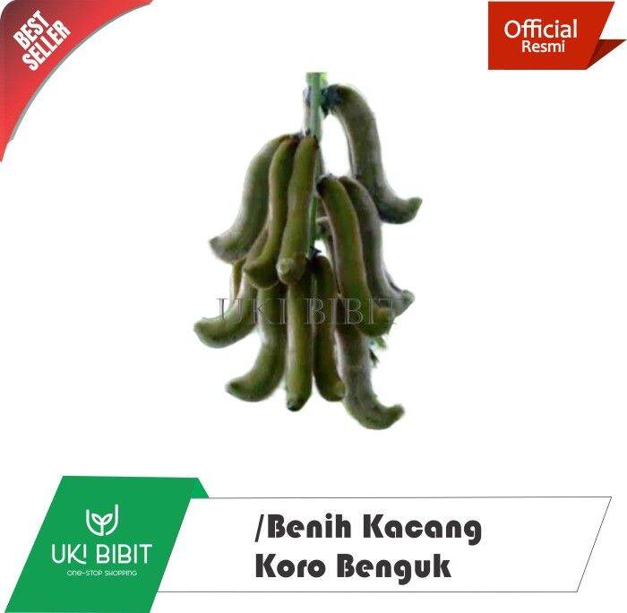 1 Kg Benih Kacang Koro Benguk Lazada Indonesia