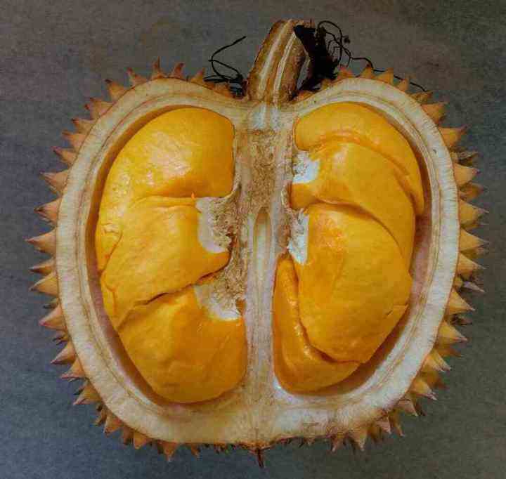 Lai Durian Pampakin Seed Durio Kutejensis Var Lai Seeds Lazada