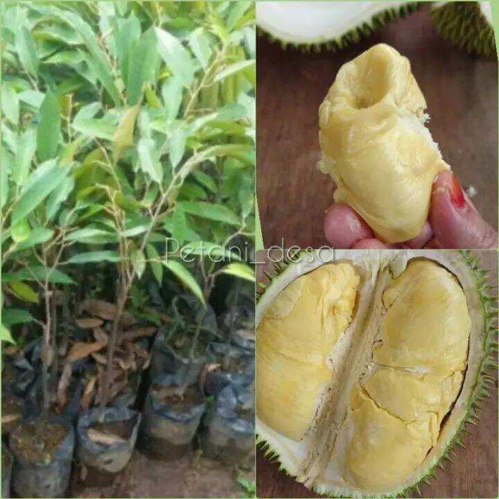 Bibit Durian D Durian Sultan Lazada Indonesia