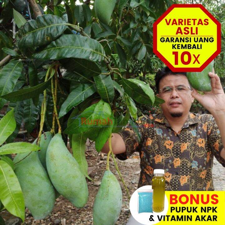 Virall Bibit Tanaman Buah Mangga Mahatir Unggul Varietas Dijamin Asli