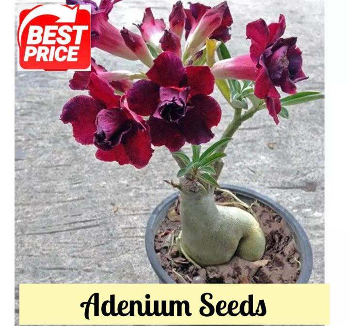 Adenium Bonsai Double Petal Seeds High Germination With Extra Seed