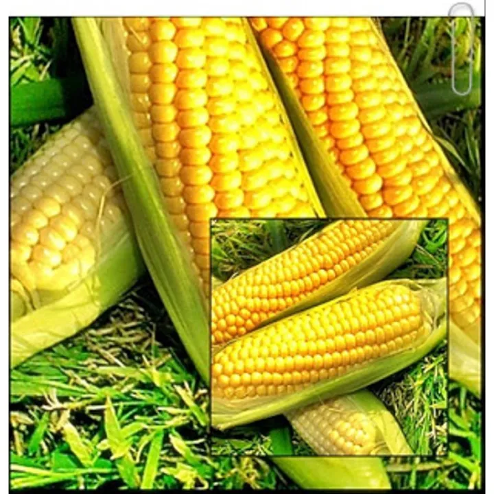 15 Benih Biji Jagung Manis Sweet Corn Lazada Indonesia