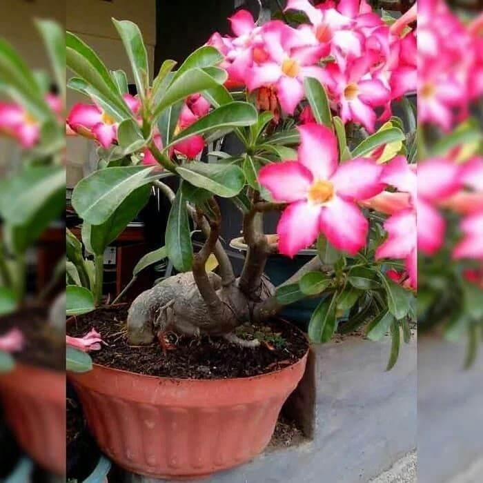 Tanaman Hias Kamboja Mini Adenium Kamboja Jepang Lazada Indonesia