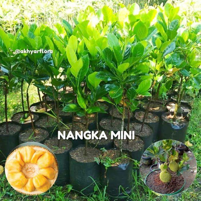 Bibit Nangka Mini Tanaman Buah Nangka Mini Pohon Nangka Mini Unggul