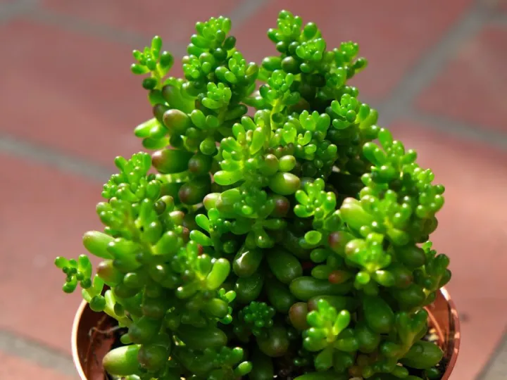 Sedum Rubrotinctum Aurora Green Succulent Lithops Cactus Seeds Lazada PH